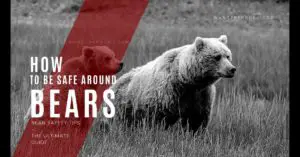 How to be safe around bears Bear Safety Tips