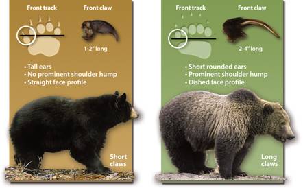 difference between grizzly and brown bear