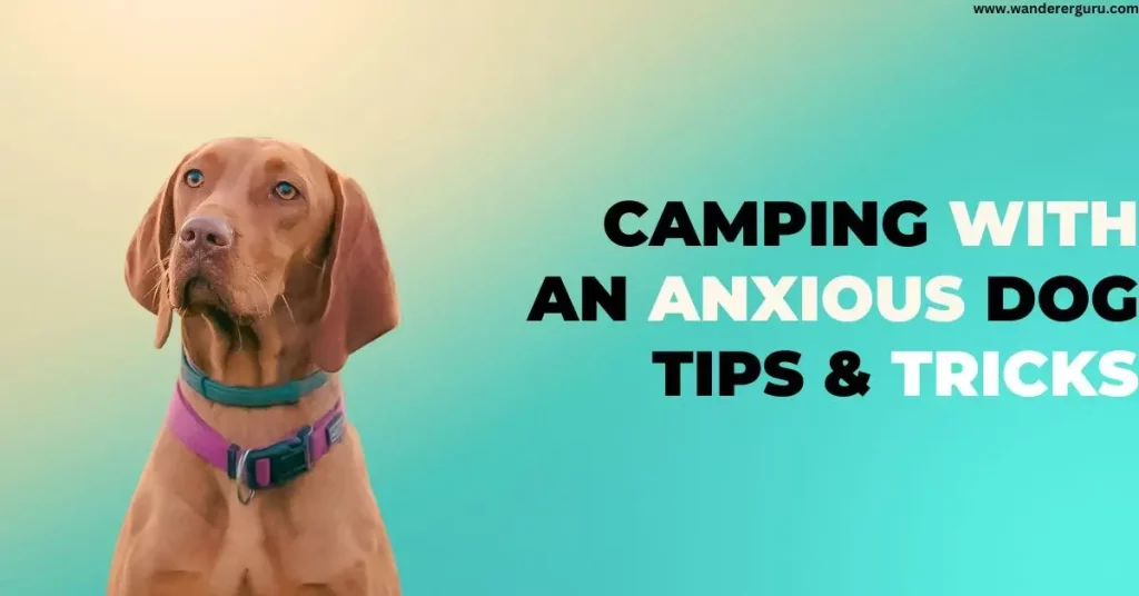 Camping with an Anxious Dog tips & tricks