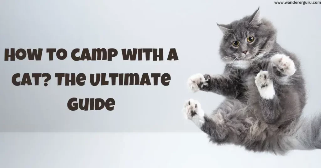 How to camp with a cat