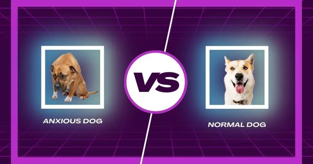 anxious-dog-vs-normal-dog