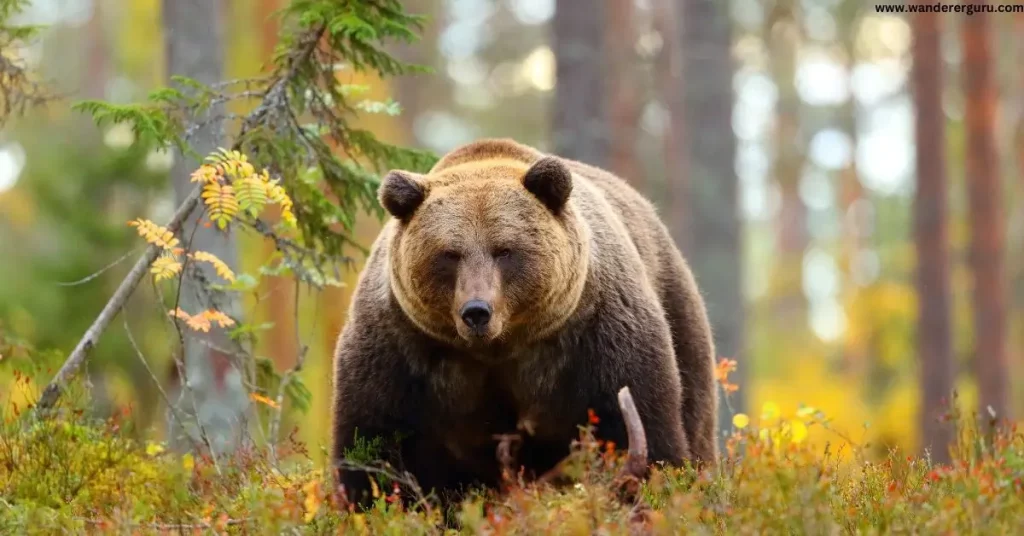 How far can a bear smell