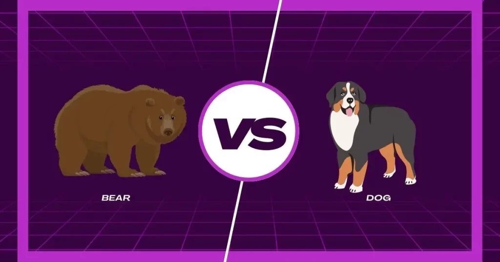 bear-vs-dog