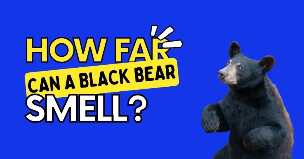 how-far-can-a-black-bear-smell