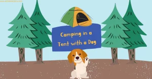 Camping in a Tent with a Dog